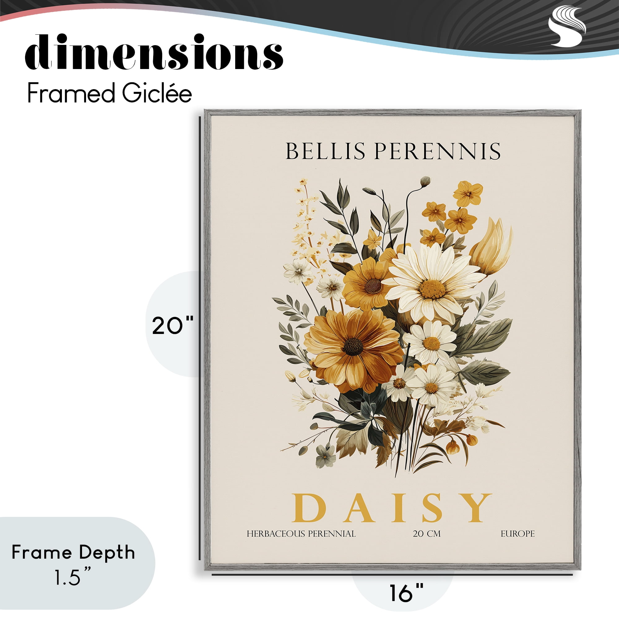 Stupell Industries Nature Daisy Bundle Gray Framed Giclee Art, design by Christopher Giampietro