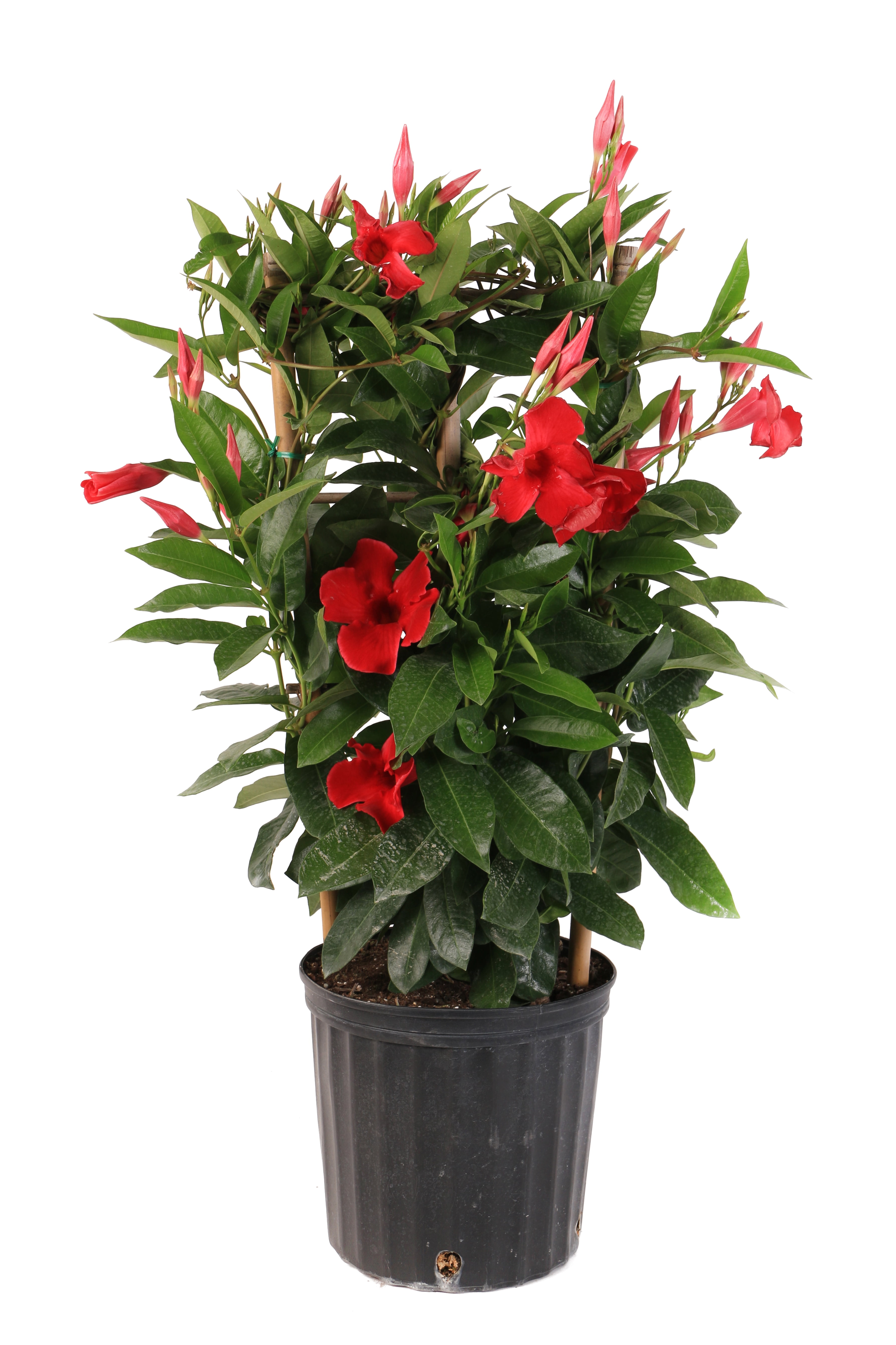 Best Outdoor Plants For Direct Sunlight - Costa Farms Live Outdoor 2ft. Tall Multicolor Island / If you live in north carolina and want to plant a vegetable garden, you may be wondering exactly what you can plant and when.