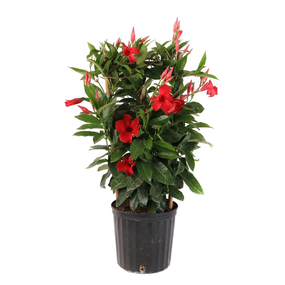 Costa Farms Live Outdoor 2ft. Tall Multicolor Island Blooms Mandevilla
