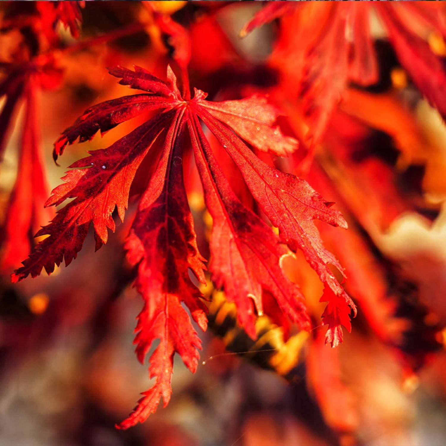 Expert Gardener 3-4' Maple Japanese Orangeola Live Tree in 1 gal. Grower Pot