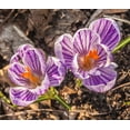 thumbnail image 2 of Striped Pickwick Crocus Bulbs for Planting - Easy to Grow Perennial Flowers for Garden or Landscape or Indoors (10 Bulbs), 2 of 2