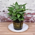 thumbnail image 5 of Planta Maceta Platillo 14' Unique Bargains Plástico Ondulado Redondo Blanco paquete de 6, 5 of 5