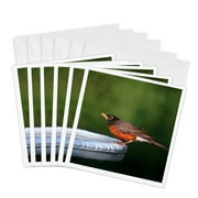 3dRose, American Robin at bird bath, Marion, IL, 6 Greeting Cards with envelopes