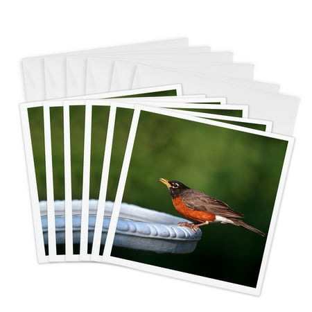 3dRose, American Robin at bird bath, Marion, IL, 6 Greeting Cards with envelopes