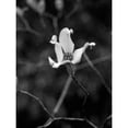 thumbnail image 3 of Pica, Jeff 15x18 Black Modern Framed Museum Art Print Titled - Floral Portrait V, 3 of 5