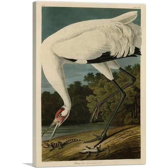 ARTCANVAS Whooping Crane Canvas Art Print by John James Audubon - Size: 18" x 12" (0.75" Deep)