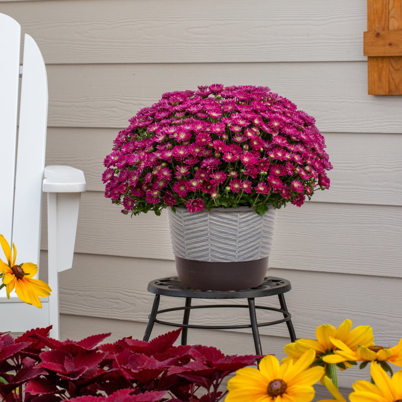 Better Homes & Gardens 1.5 gal Purple Garden Mum Live Plant in Decorative Pot