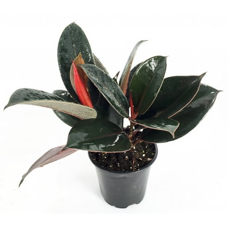 Tree Plant Pots Burgundy India Rubber Tree Plant - Ficus - An Old Favorite - 4