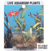 Sea-Life Plants Live Aponogeton Aquarium Bulbs, 1ct