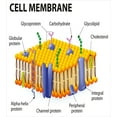 thumbnail image 3 of Science Duvet Cover Set, Detailed Diagram of Membrane Cell Structure Types of Protein Molecules, Decorative 3 Piece Bedding Set with 2 Pillow Shams, Queen Size, Yellow Blue Green, by Ambesonne, 3 of 3