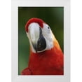 thumbnail image 3 of Susann Parker 13x18 White Modern Wood Framed Wall Art Titled - Scarlet Feather, 3 of 5
