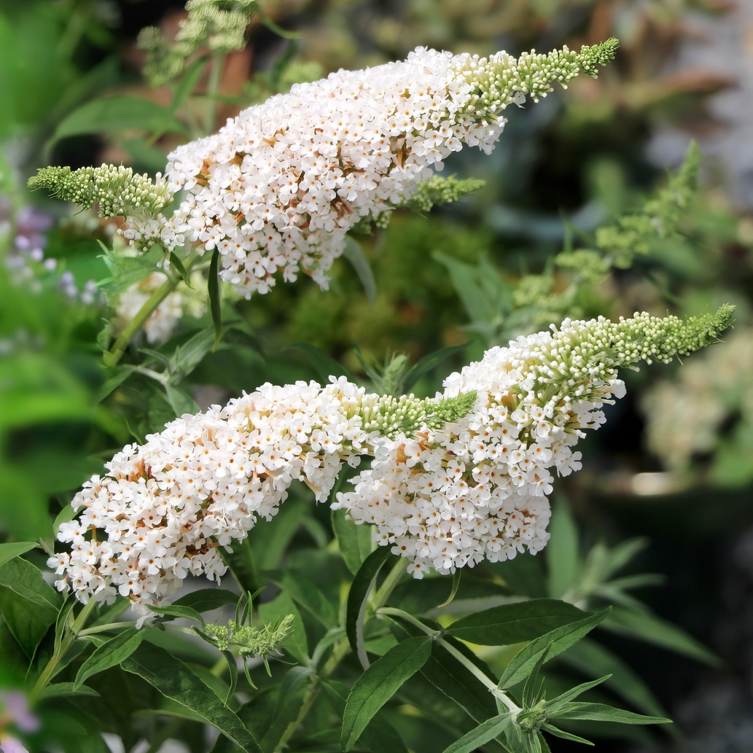 National Plant Network 3.25 in. Buddleia Chrysalis White