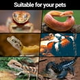 thumbnail image 3 of ECOSUB Mini Reptile Tank, 10 Gallon Glass Cages Terrarium, 20" x 12" x 10", for Small Reptile Animal, 3 of 11