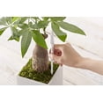 thumbnail image 3 of Aquameter, juego de 5, sensor de humedad del suelo vegetal (blanco, mediano) JAMW Sencillez, 3 of 5