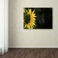 thumbnail image 3 of Trademark Fine Art "Facing the Sun" Canvas Art by Kurt Shaffer, 3 of 3