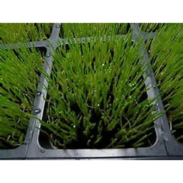 Cress Seed, Microgreen, Sprouting, Non GMO - Country Creek – Country Creek  LLC