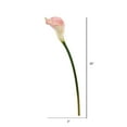 thumbnail image 2 of Vickerman 26'' Artificial Pink Calla Lily Stem, 6 per Bag, 2 of 3