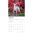 thumbnail image 3 of BrownTrout Italian Greyhounds 2024 12x24 Inch Square Wall Calendar, 9781975470708, 3 of 8