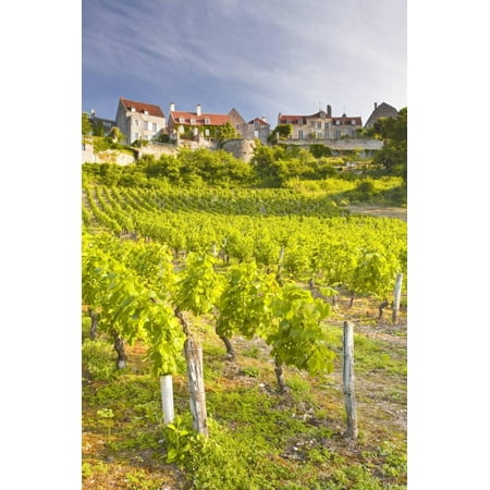 Vineyards Below the Hilltop Village of Vezelay, Yonne, Burgundy, France, Europe Print Wall Art By Julian