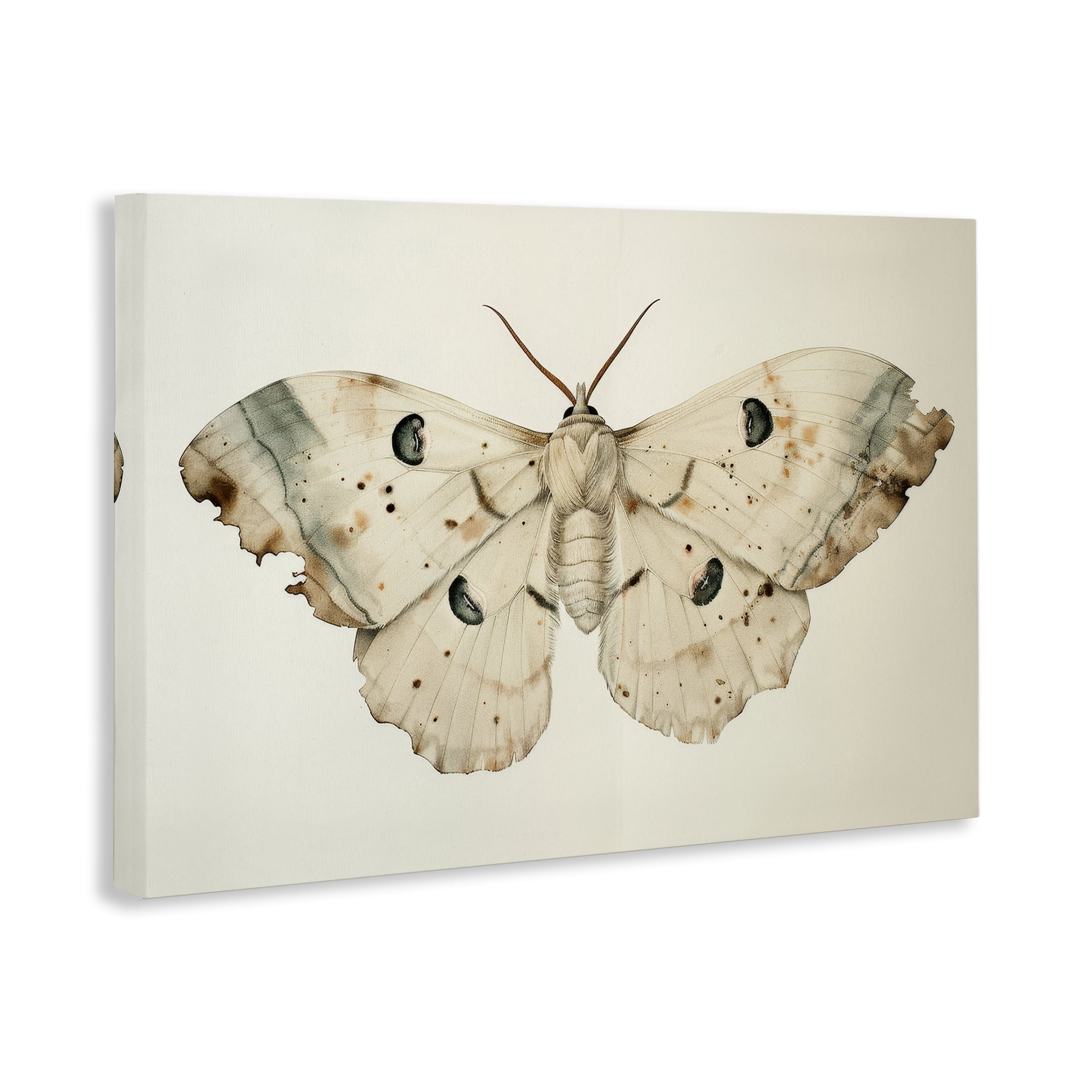 Stupell Industries Vintage Beige Moth Animals Painting Wrapped Canvas Art Print Wall Art, 24 x 16