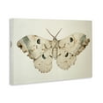 thumbnail image 4 of Stupell Industries Vintage Beige Moth Animals Painting Wrapped Canvas Art Print Wall Art, 24 x 16, 4 of 8