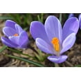thumbnail image 2 of Crocus Flower Record Bulbs for Planting - Perennial Garden Flowers (5 Bulbs), 2 of 3