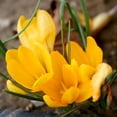 thumbnail image 5 of Yellow Mammoth Crocus Flower Bulbs - 10 Bulbs per Pack - Naturalizing - Perennializing - Easy to Grow Live Plants - Outdoor Garden, 5 of 8