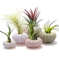 thumbnail image 2 of Paquete de 5 macetas de caracol, macetas decorativas colgantes para plantas de aire, 2 of 5