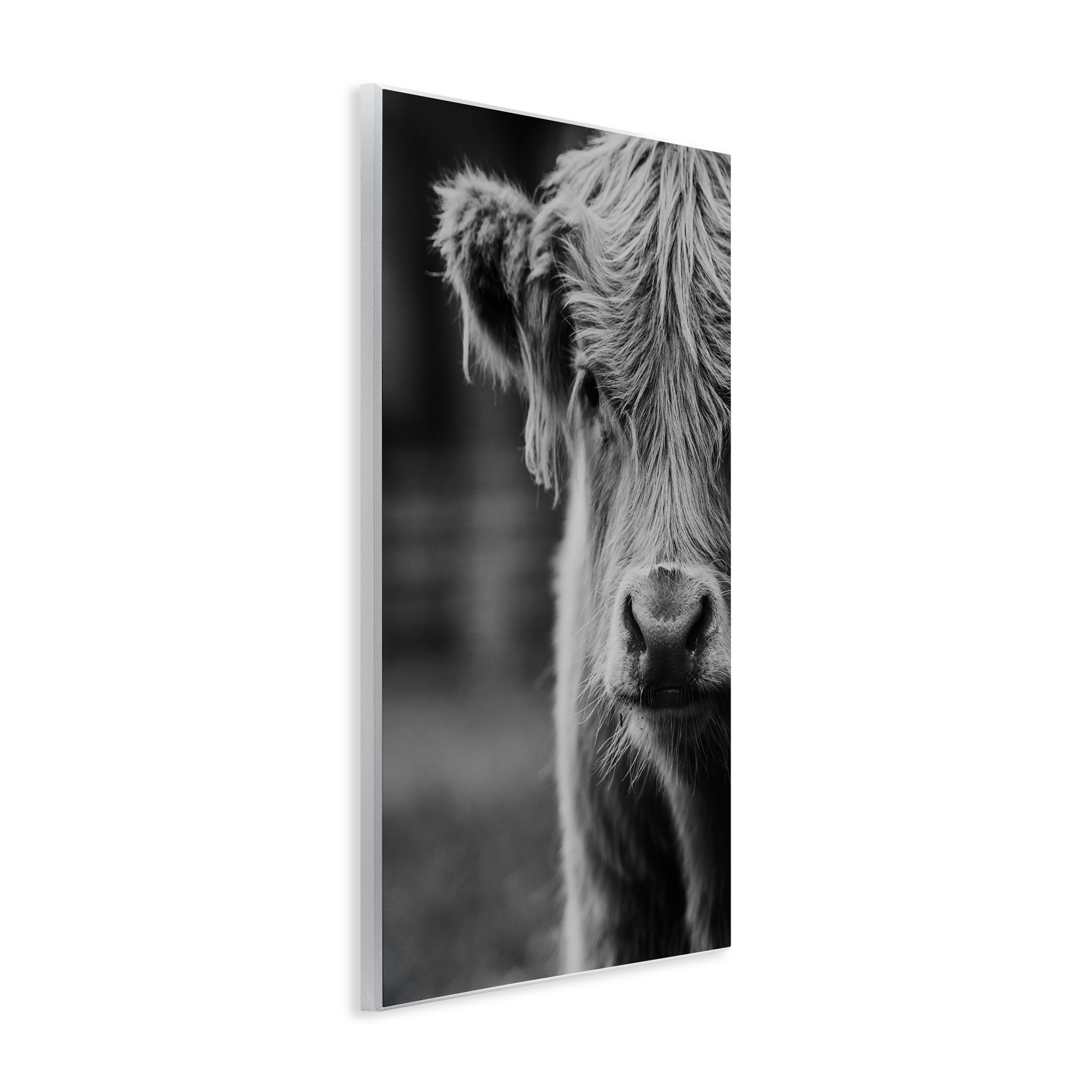 Baby Cow Face Wall Plaque Art, design by Amy Carroll