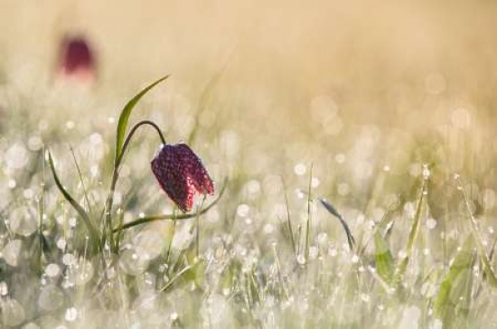 Morningdew Canvas A
