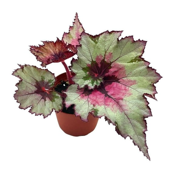 Harmony's Ghost Whisperer, Begonia Rex, 4 inch Painted-Leaf Winter Begonia, Variegated