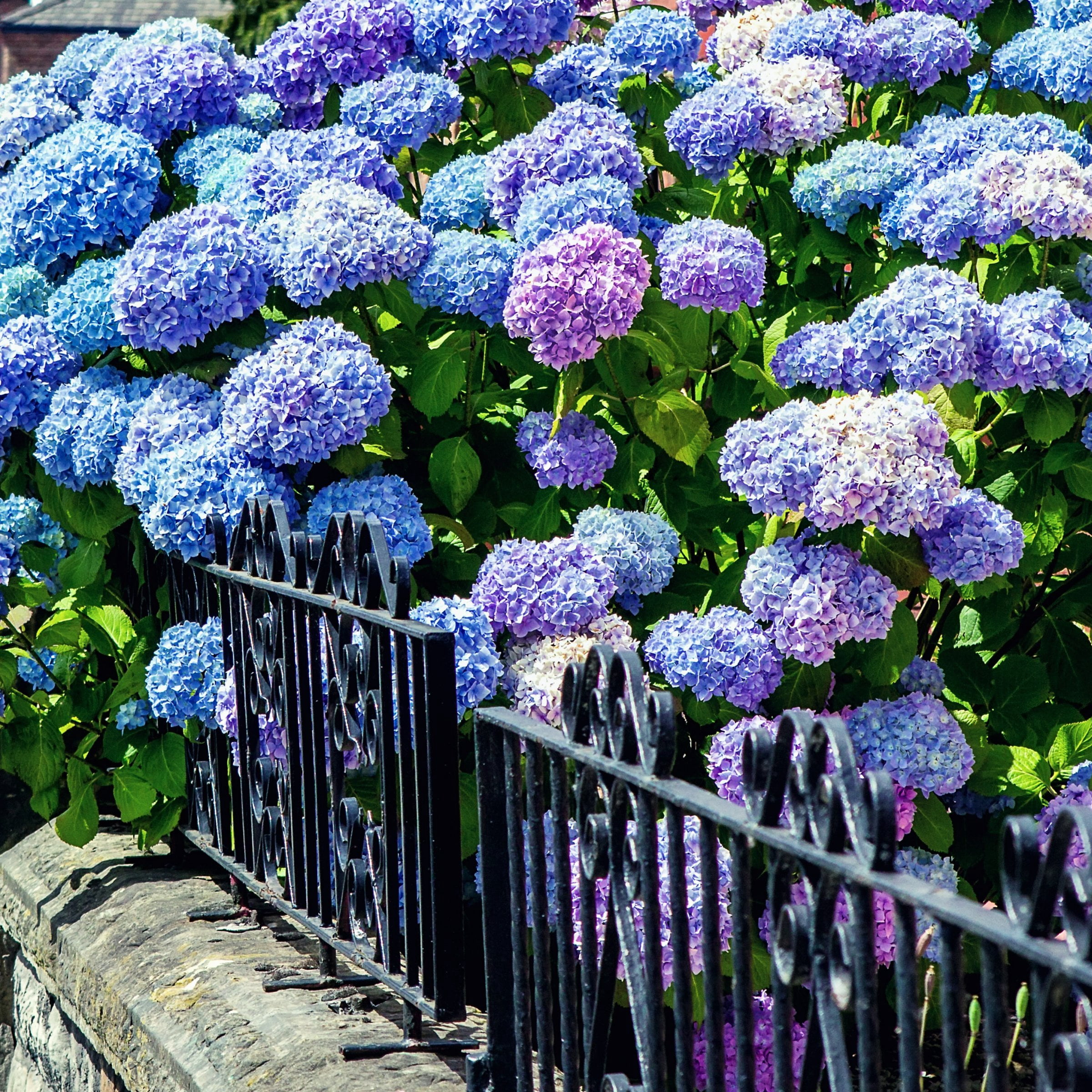 National Plant Network 4" Hydrangea 'Nikko Blue' Live Shrub with Partial Sunlight (3-Pack)