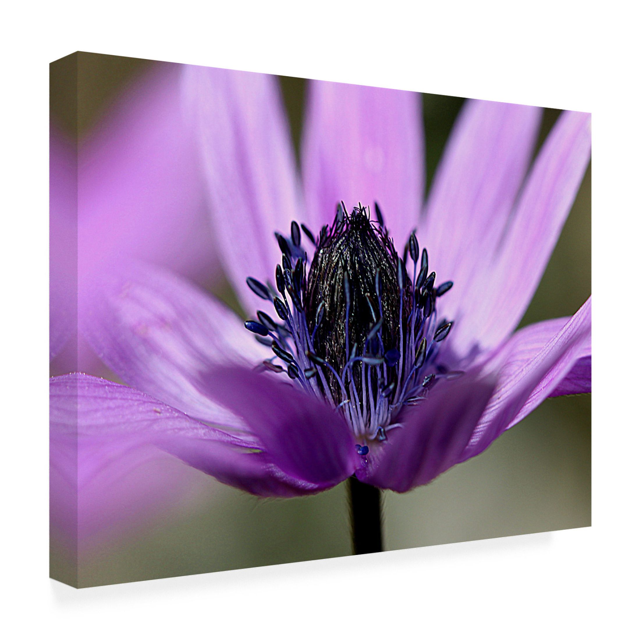 Canvas Wall Art - Renata.Ivanovic  'Violet Wild Flower' Wall Art for Living Room, Bedroom, or Office Décor by Trademark Fine Art - 24 x 18 Inches