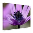 thumbnail image 4 of Canvas Wall Art - Renata.Ivanovic  'Violet Wild Flower' Wall Art for Living Room, Bedroom, or Office Décor by Trademark Fine Art - 19 x 14 Inches, 4 of 4