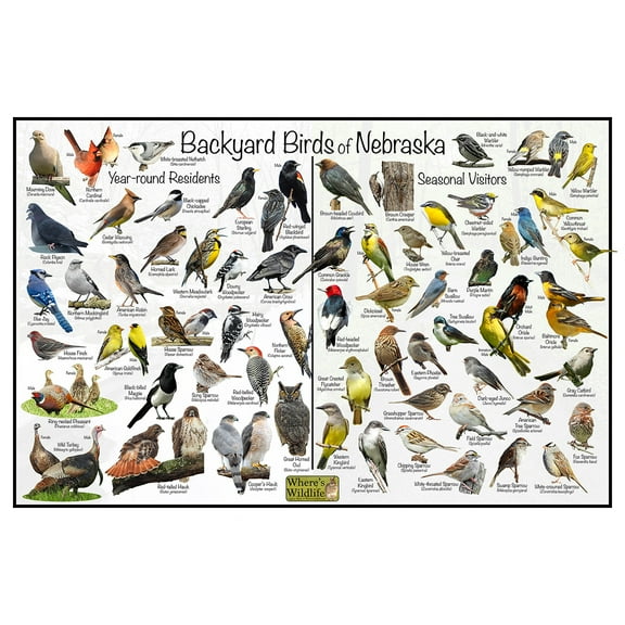 Backyard Birds of Nebraska Bird Identification Poster - Birdwatching Nature Chart