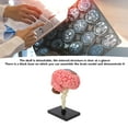 thumbnail image 1 of Human Brain Anatomical Model, Brain Model Simple Cleaning  for Education, 1 of 7