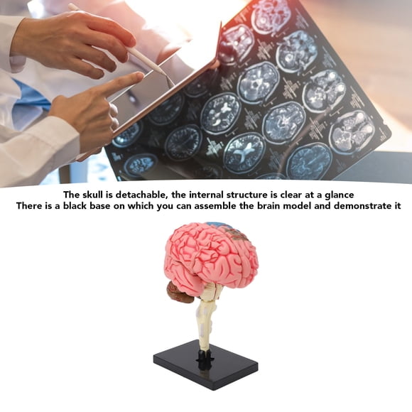 Brain Model, Simple Cleaning Human Brain Anatomical Model Safe Material for Learning