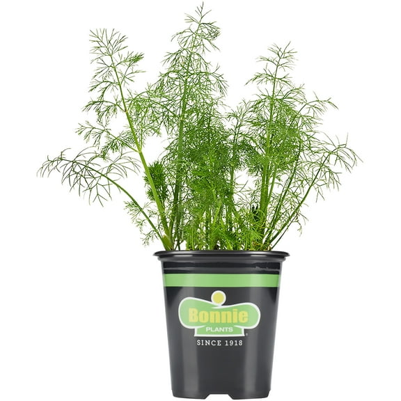 "Bonnie Plants 18"" to 24"" Fernleaf Dill Live Plants