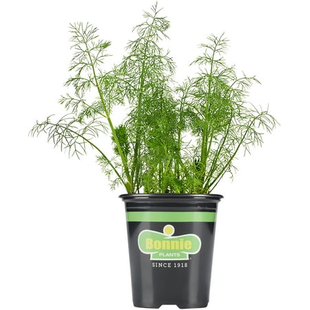 Bonnie Plants 18" to 24" Fernleaf Dill Live Plants, Pollinator Friendly