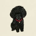 thumbnail image 3 of CafePress - Poodle Pup (Blk) Light T Shirt - Light T-Shirt - CP, 3 of 4