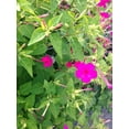 thumbnail image 5 of TomorrowSeeds - Pink Four O' Clock Seeds - 100+ Count - For 2026 Planting Mirabilis Jalapa Solid, 5 of 9