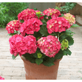 thumbnail image 5 of Red Hydrangea Plant, Hardy Flowering Shrub with Vibrant Red Blooms - 2 Gallon, 5 of 7