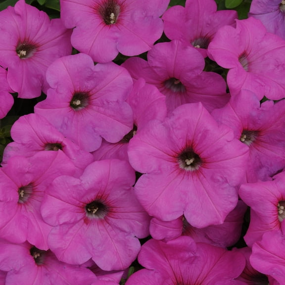 Easy Wave Spreading Petunia Neon Rose Flower Seeds - 30 Seeds