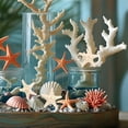 thumbnail image 3 of 5 adornos naturales de estrellas de mar, decoración con temática oceánica, accesorios para fotos, decoración para fiestas y hogar., 3 of 7