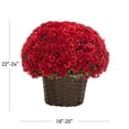 thumbnail image 3 of Better Homes & Gardens 2.5Gal Red Garden Chrysanthemum Plant Decorative Basket Sun, 3 of 6