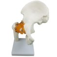 thumbnail image 3 of Juguetes educativos para niños Modelo de Articulación de La Cadera con Ligamentos Funcionales, Modelo Anatómico , Tamaño Natural, 8.27 X 4.72 X 10.24 Pulgadas Magideal Juguetes educativos para niños, 3 of 6