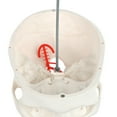 thumbnail image 2 of Axis Scientific Human Skull Model with Flexible Neck, 2 of 10
