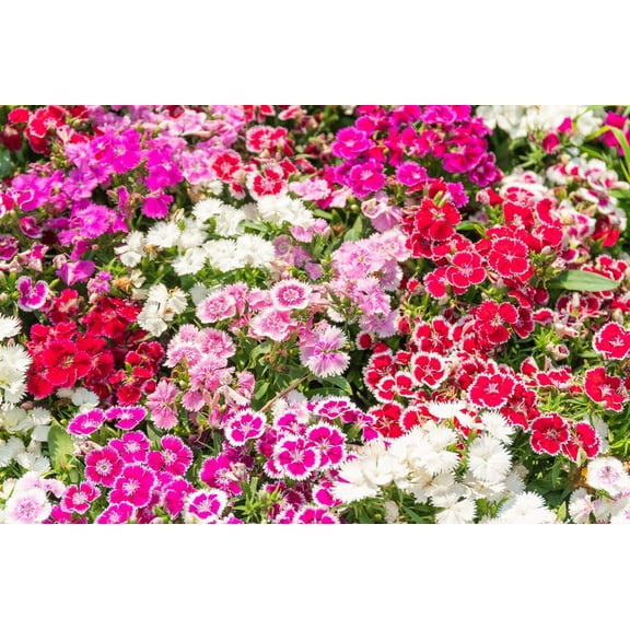 250  Sweet William Flower Seeds, Single Mix | Exotic Garden Flowers | Made in USA, Ships from Iowa.