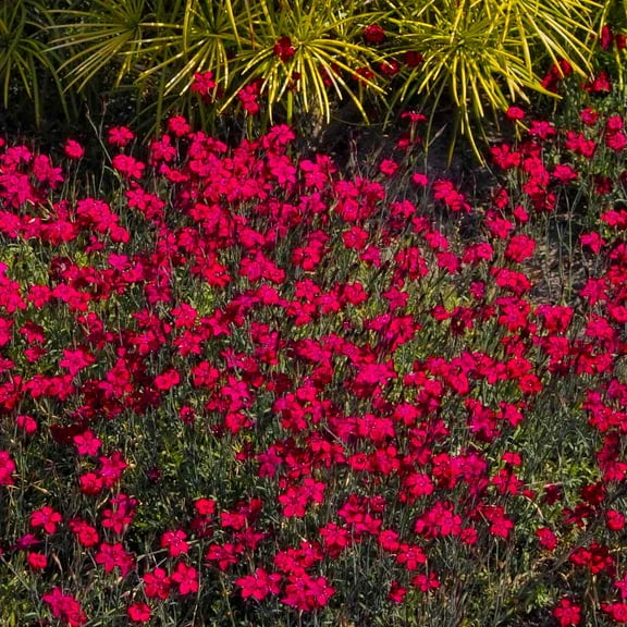 Outsidepride Dianthus Maiden Pink - 10000 Seeds