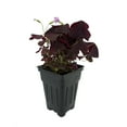 thumbnail image 2 of Rare Purple Rain Shamrock Plant - Oxalis triangularis - 2.5" Pot, 2 of 4